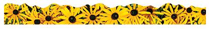 Trend T92382 Terrific Trimmers Black Eyed Susans - 2 1/4" x 39"